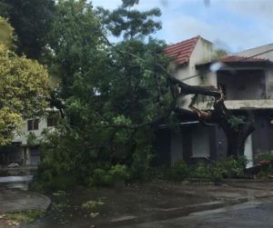La Plata montó un operativo para atender los daños ocasionados por el temporal 1