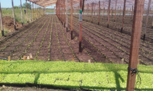 La Plata avanza con un proyecto para regular la actividad hortícola 4