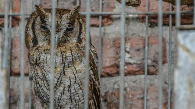 Rescataron más de 80 animales exóticos de una casa en Ituzaingó