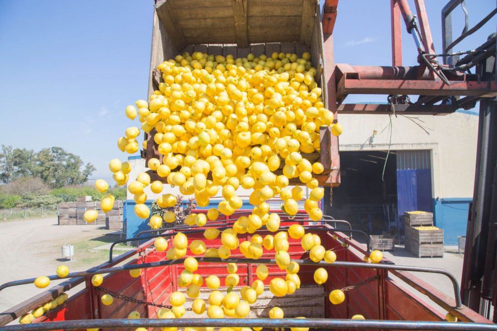 Trump suspendió la importación de limones argentinos por 60 días