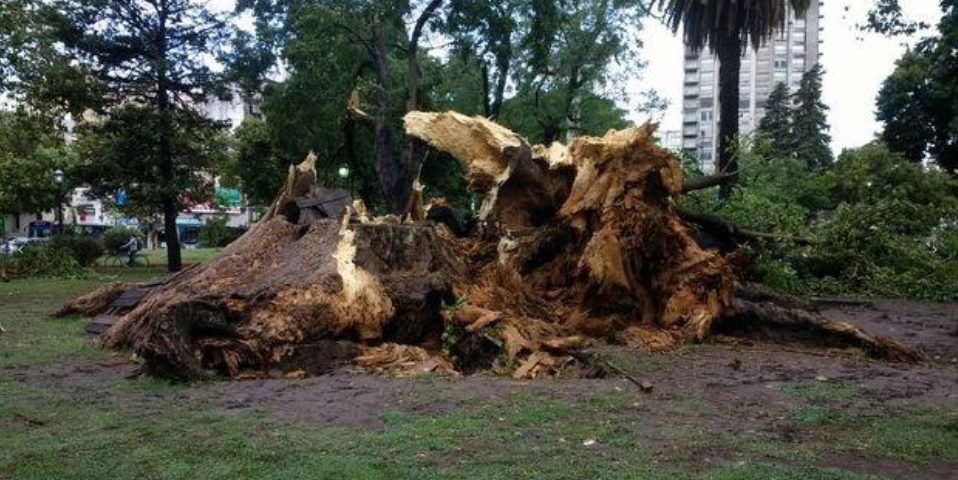 La Plata montó un operativo para atender los daños ocasionados por el temporal